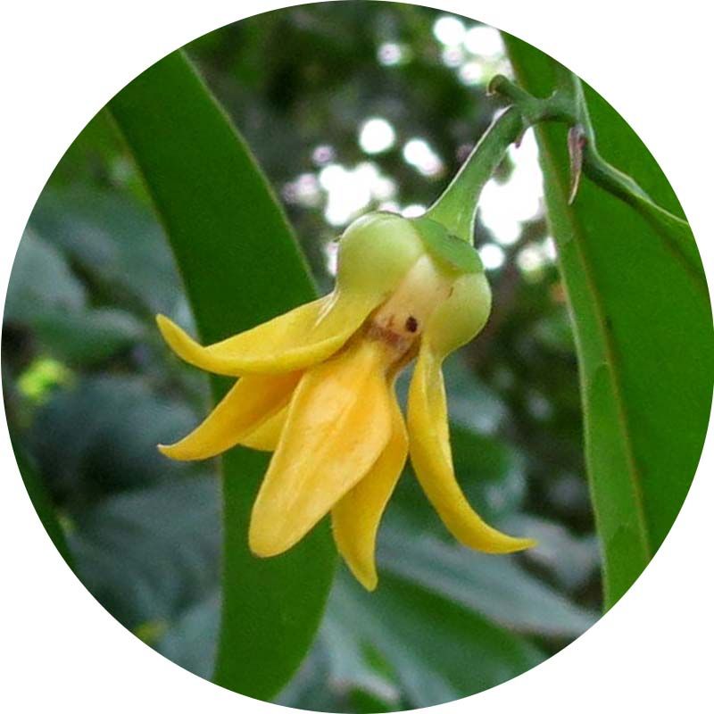 Ylang - Ylang 100% tisztaságú, természetes illóolaj