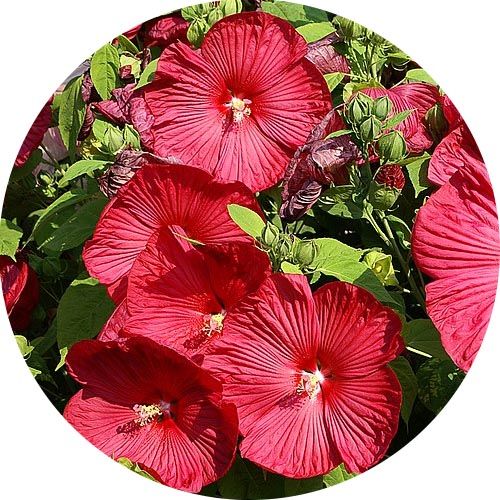 Hibiszkusz cranberry 100% illatolaj Hibiszkusz cranberry 100% illatolaj