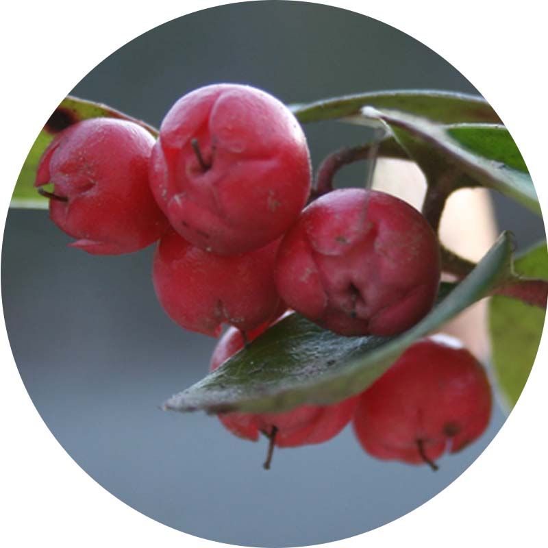 Wintergreen 100% tisztaságú, természetes illóolaj 100 ml