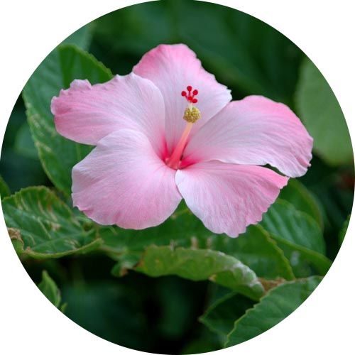 Hibiszkusz 100% illatolaj 100 ml