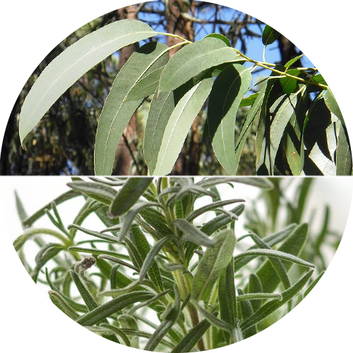 Eucaliptus & White Thyme illóolaj 10 ml