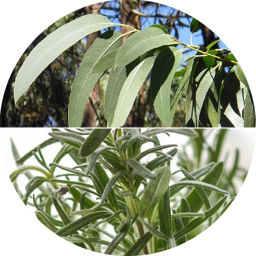Eucaliptus & White Thyme illóolaj 50 ml