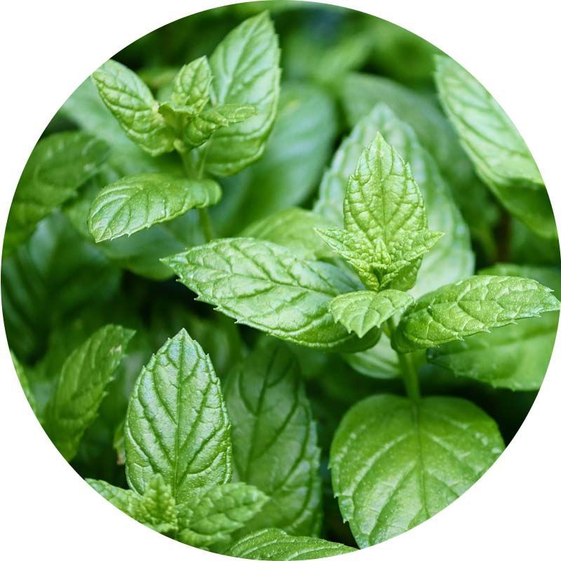 Borsmenta 100% tisztaságú, természetes illóolaj 1 liter